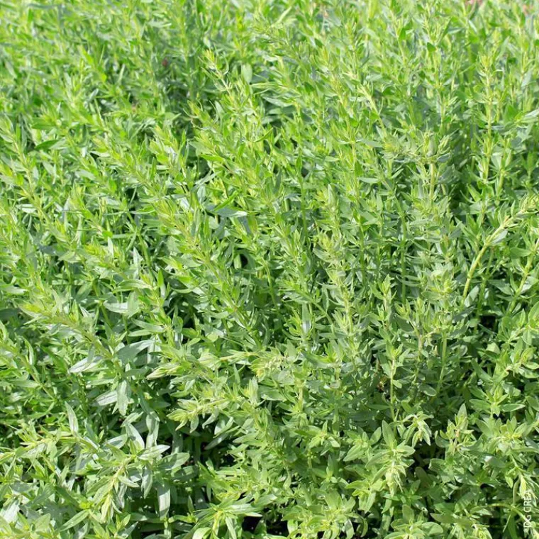 Outlet Plante Amie Du Jardinier Hysope Bio. Le pot de 10,5 cm