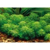 Outlet Plante aquatique Limnophila Sessiliflora en pot