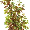 New SUPERFISH Plante artificielle pour aquarium ou terrarium coloris vert Rotala Art Plant M - 25 cm