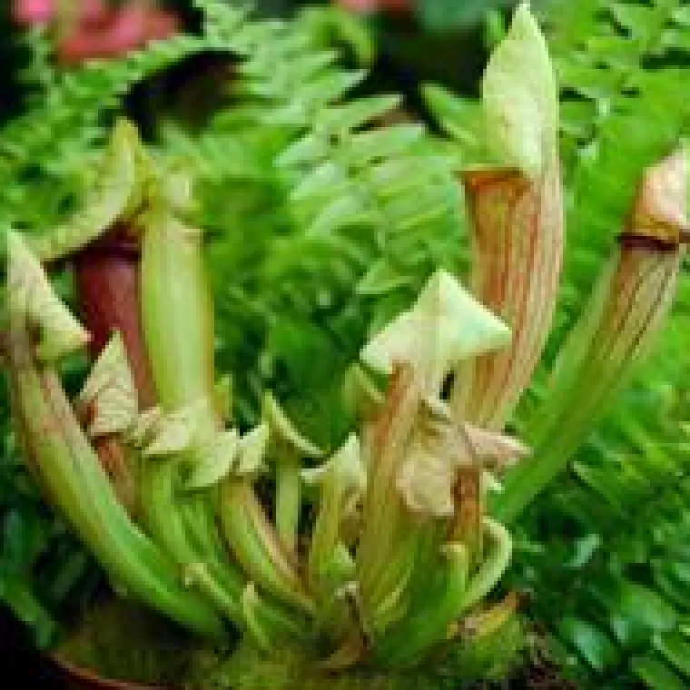 Sale Plante carnivore Sarracenia
