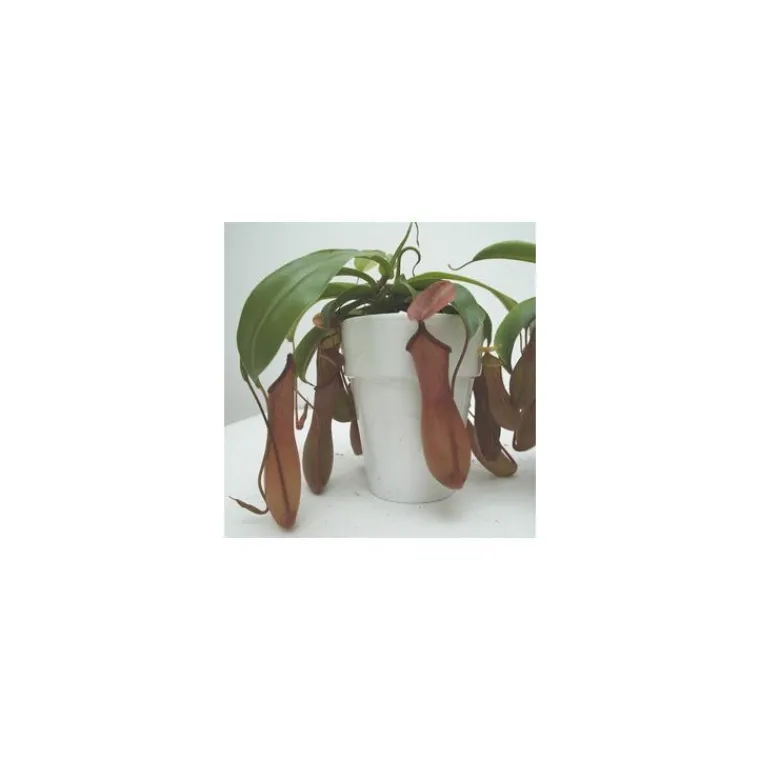 Sale Plante carnivore Sarracenia