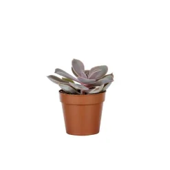 Sale BOTANIC® Plante grasse – Pot 5.5 cm