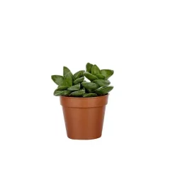 Sale BOTANIC® Plante grasse – Pot 5.5 cm