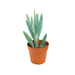 Sale BOTANIC® Plante grasse – Pot 5.5 cm