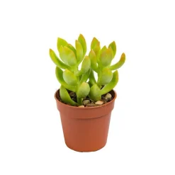 Sale BOTANIC® Plante grasse – Pot 5.5 cm