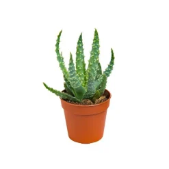 Sale BOTANIC® Plante grasse – Pot 5.5 cm
