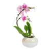 New Plante orchidée Phalaenopsis boomerang - Ø 12 cm