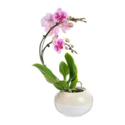 New Plante orchidée Phalaenopsis boomerang - Ø 12 cm
