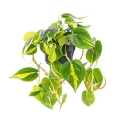 Clearance Plante philodendron Brasil TM - Ø 17 cm