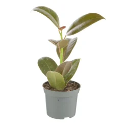 Best Plante verte. Le pot de ø 8,5 cm
