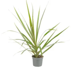 Best Plante verte. Le pot de ø 8,5 cm