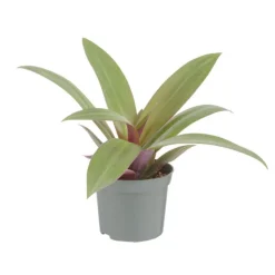 Best Plante verte. Le pot de ø 8,5 cm