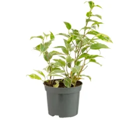Best Plante verte. Le pot de ø 8,5 cm