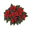 Sale BOTANIC® Poinsettia pailleté rouge la coupe Ø 27 cm