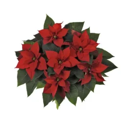 Sale BOTANIC® Poinsettia pailleté rouge la coupe Ø 27 cm