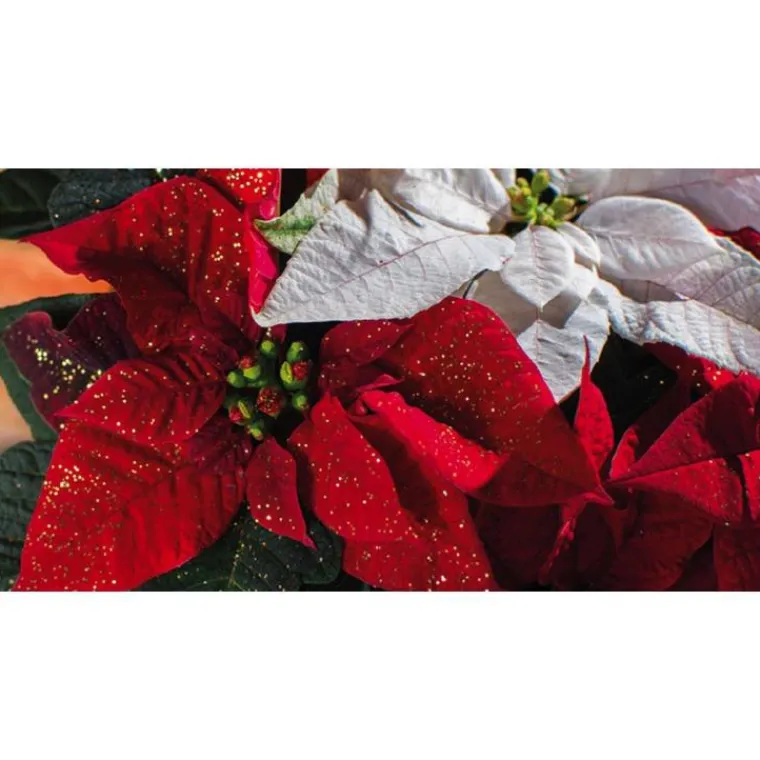 Sale BOTANIC® Poinsettia pailleté rouge la coupe Ø 27 cm