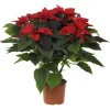 BOTANIC® Poinsettia rouge en pot Ø 16 cm