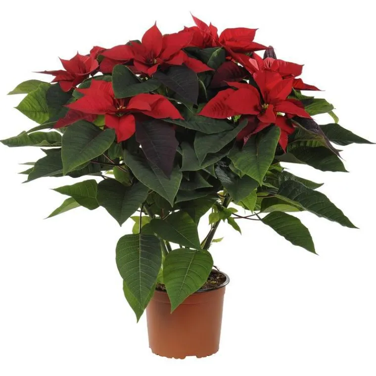 BOTANIC® Poinsettia rouge en pot Ø 16 cm