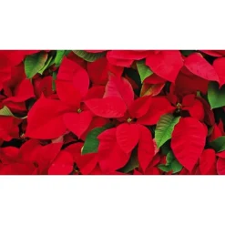 Hot BOTANIC® Poinsettia rouge en pot Ø 14 à 15 cm