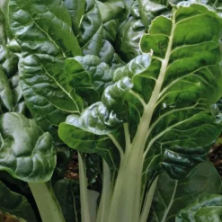 Best BOTANIC® Poirée Verte Bérac Bio. La barquette de 3 plants