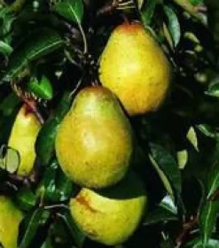 Online BOTANIC® Poirier Conference. En racine nue, forme palmette U simple