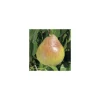 Sale BOTANIC® Poirier Doyenne Du Comice. Le pot de 12 litres, forme palmette U simple
