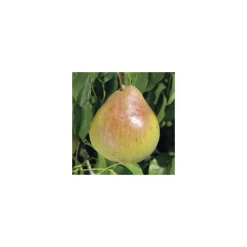 Sale BOTANIC® Poirier Doyenne Du Comice. Le pot de 12 litres, forme palmette U simple