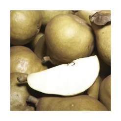 BOTANIC® Poirier Super Comice Delbard ® Delbias. Le pot de 20 litres, forme palmette U double