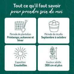 Sale BOTANIC® Poirier Williams Bon Chretien. Le pot de 12 litres, forme gobelet