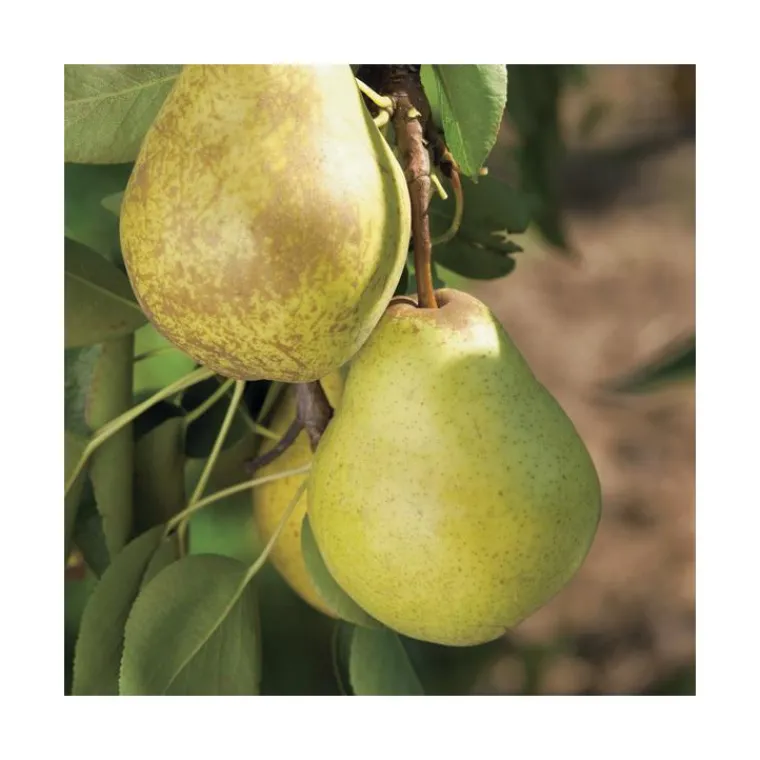 Sale BOTANIC® Poirier Williams Bon Chretien. Le pot de 12 litres, forme gobelet