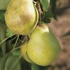 Discount BOTANIC® Poirier Williams Bon Chretien. En racine nue, forme gobelet