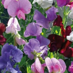 Sale BOTANIC® Pois de Senteur - Le pot de 9 x 9 cm