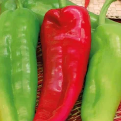 Sale BOTANIC® Poivron Corne De Boeuf Corno Di Toro Rosso Bio. Le pot de 10,5 cm