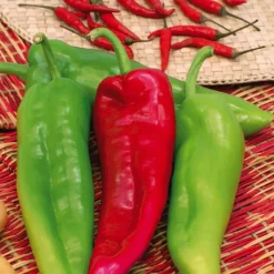 Sale BOTANIC® Poivron Corne De Boeuf Corno Di Toro Rosso Bio. Le pot de 10,5 cm