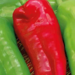 Sale BOTANIC® Poivron Corne De Boeuf Corno Di Toro Rosso Bio. Le pot de 10,5 cm