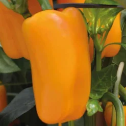 Outlet BOTANIC® Poivron Jaune Valdor Bio. Le pot de 10,5 cm