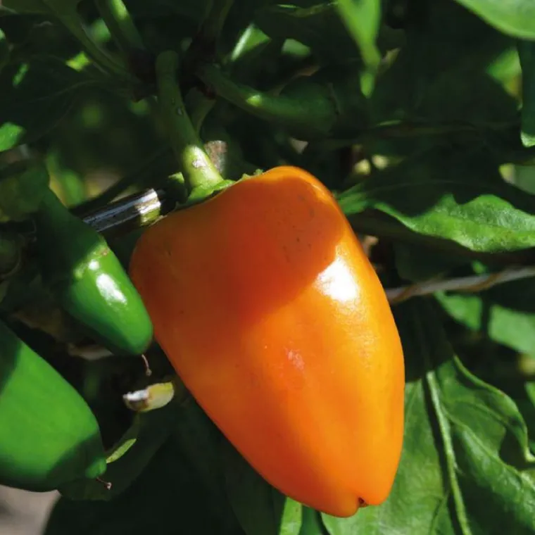 Discount BOTANIC® Poivron Snakor® Orange Bio. Le pot de 2,5 litres