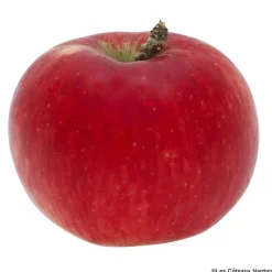 Outlet Pomme Akane bio de France - Prix au kg