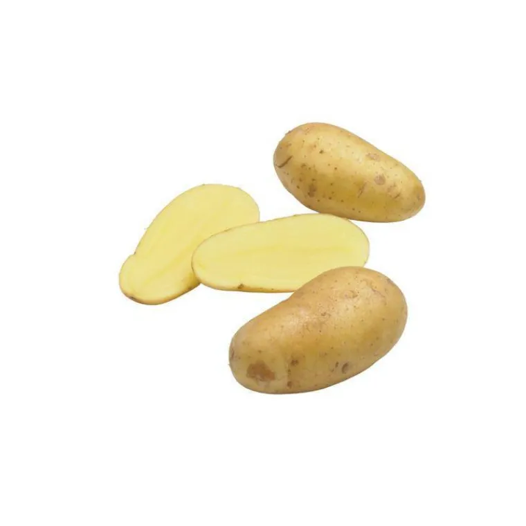 Sale BOTANIC® Pommes de terre Charlotte bio calibre 0001, 60 plants