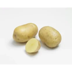 Discount BOTANIC® Pommes de terre Primlady bio calibre 0001, 25 plants