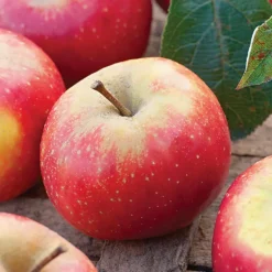 Discount BOTANIC® Pommier Ariane Bio. Le pot de 15 litres forme 1/2 tige