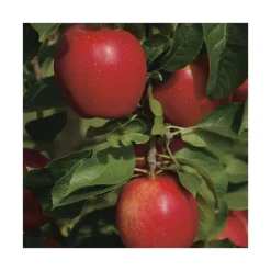 Best BOTANIC® Pommier Divine® Delcored. En racine nue, forme 1/2 tige calibre 6/8