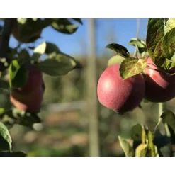 Online BOTANIC® Pommier Festival Rouge® Bio. Le pot de 12 litres, forme gobelet