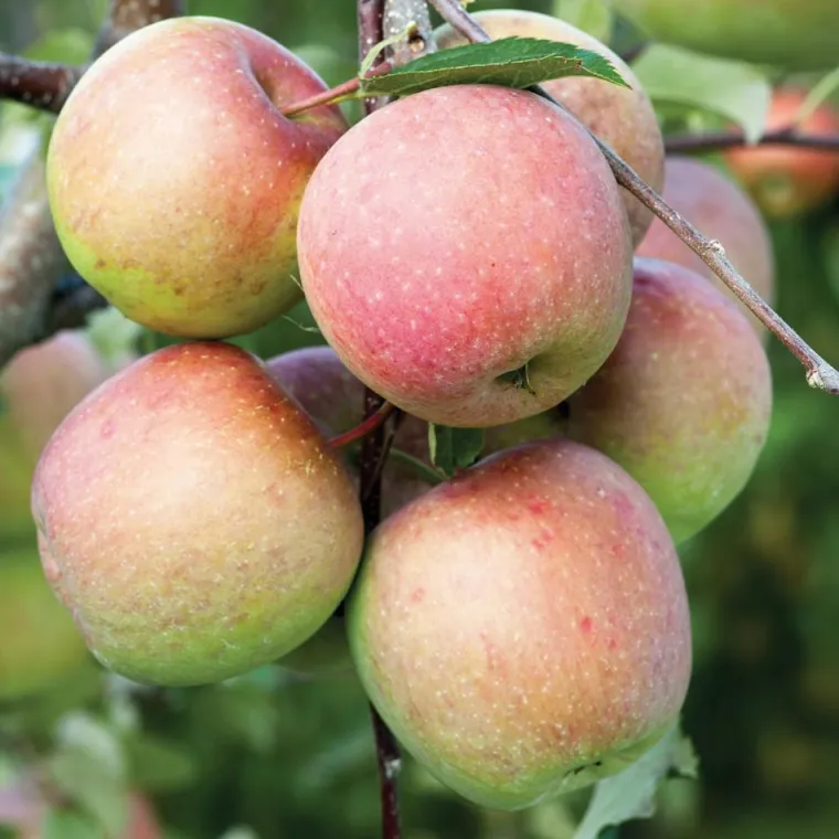 New AUTRES PRODUCTEURS Pommier Fuji coloris multicolore - 35 L