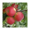 Online BOTANIC® Pommier Pomme Des Moissons® Delprivale. En racine nue, forme 1/2 tige calibre 6/8