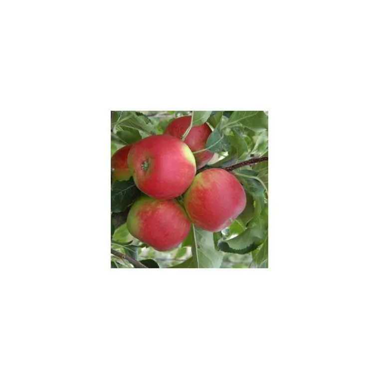 Outlet BOTANIC® Pommier Pomme Des Moissons® Delprivale. En racine nue, forme palmette U double