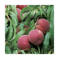 Discount BOTANIC® Pommier Reinette Grise Du Canada. En racine nue, forme 1/2 tige