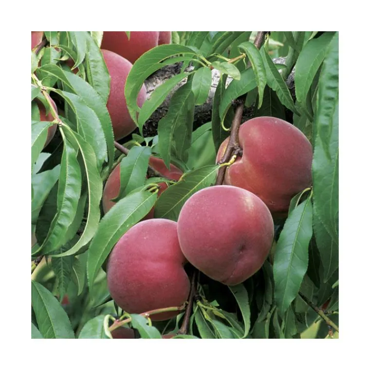 Discount BOTANIC® Pommier Reinette Grise Du Canada. En racine nue, forme 1/2 tige