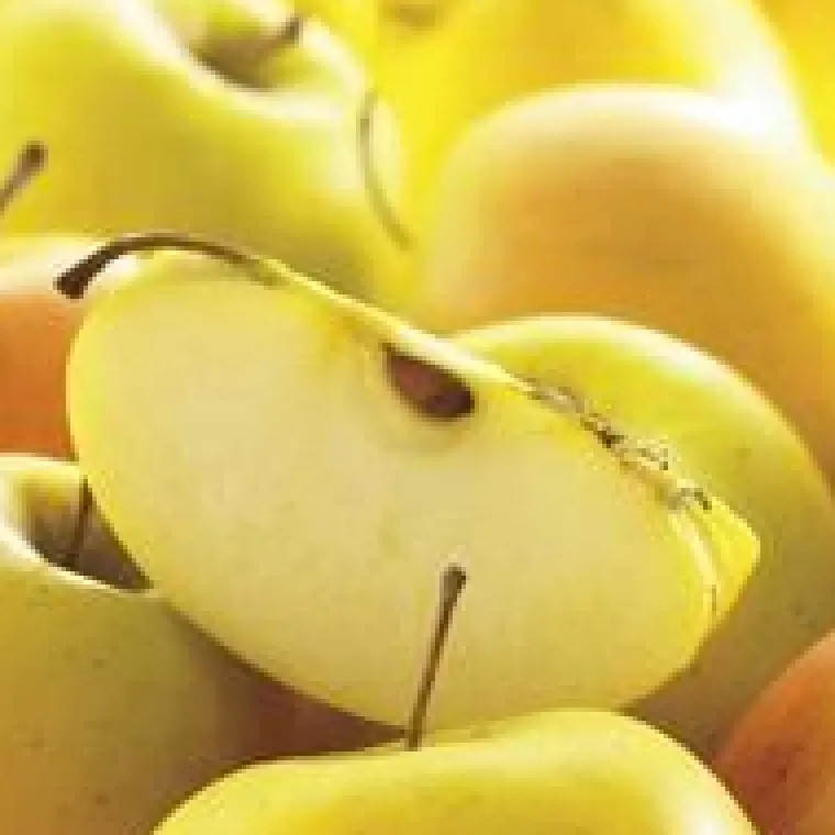 New BOTANIC® Pommier Tentation® Delblush. Le pot de 12 litres, forme gobelet