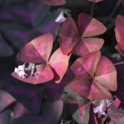 Best RADIS ET CAPUCINE Pot Black Trèfle pourpre à semer 6.5x12 cm